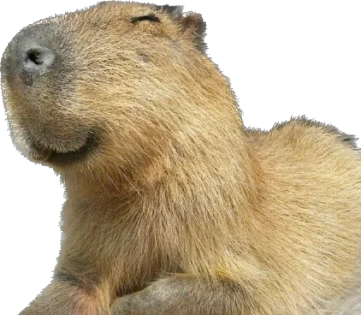 Эмодзи Capybara