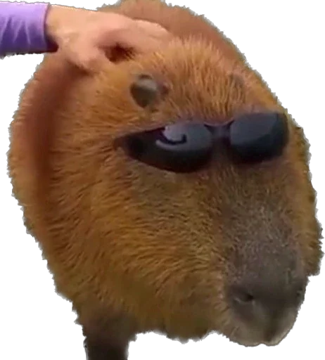 Эмодзи Capybara