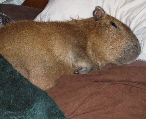 Эмодзи Capybara