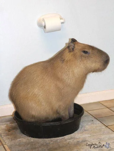 Эмодзи Capybara