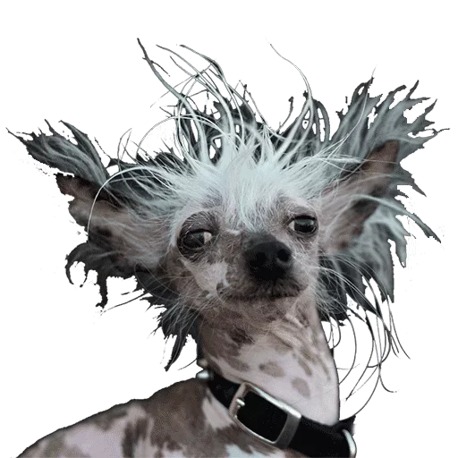 Эмодзи Taxidermy