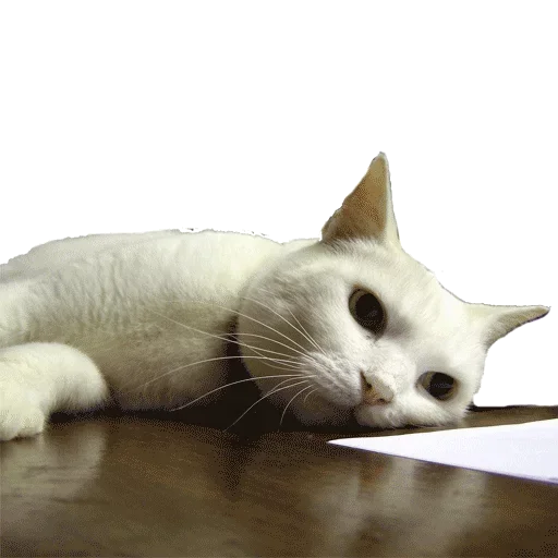 Эмодзи Taxidermy