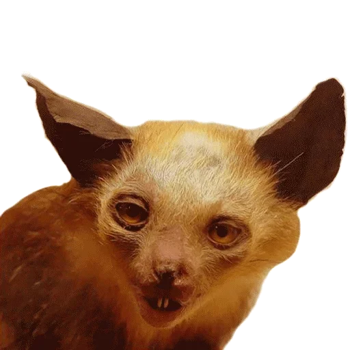 Эмодзи Taxidermy