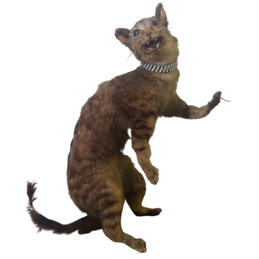 Эмодзи Taxidermy