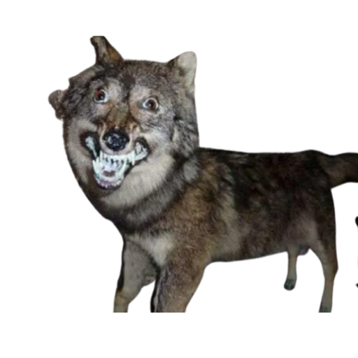 Эмодзи Taxidermy