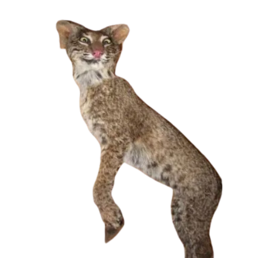 Эмодзи Taxidermy