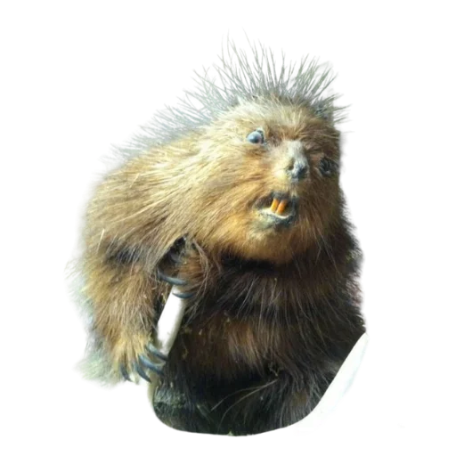 Эмодзи Taxidermy