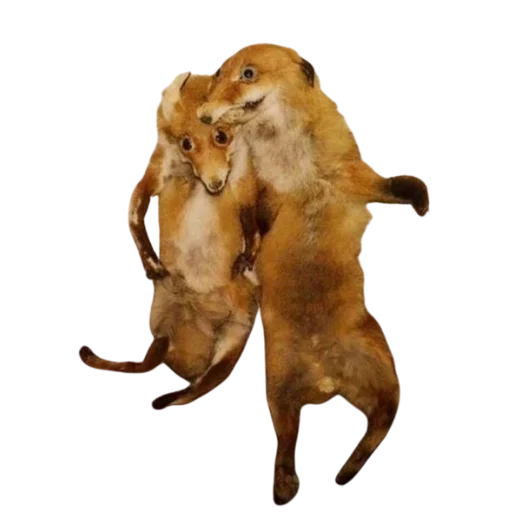 Эмодзи Taxidermy