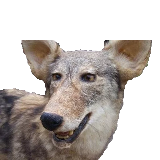 Эмодзи Texiderpy!