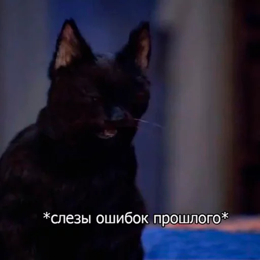 Эмодзи Cat Salem