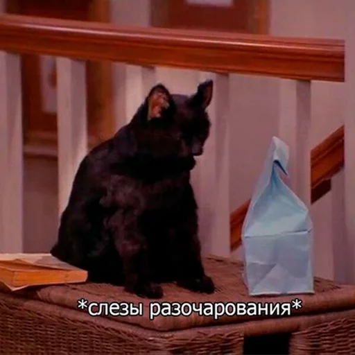 Эмодзи Cat Salem