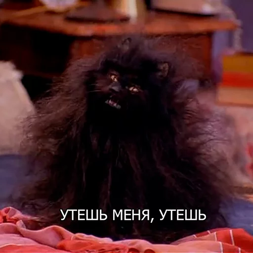 Эмодзи Cat Salem