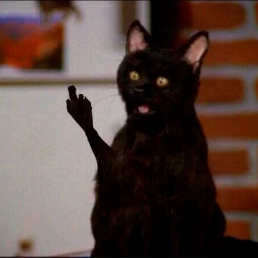 Эмодзи Cat Salem