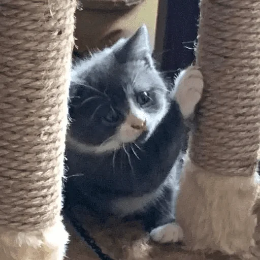 Эмодзи Тефтель