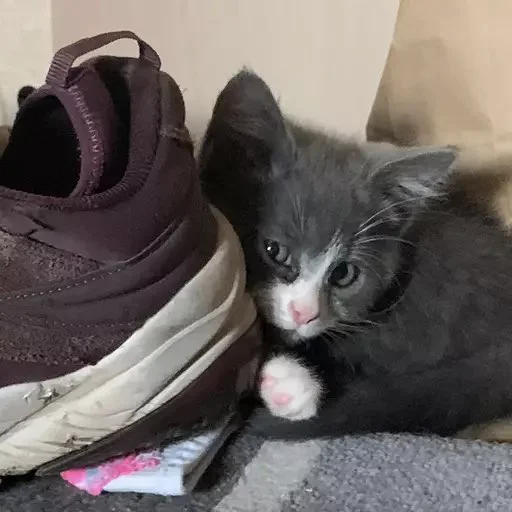 Эмодзи Тефтель