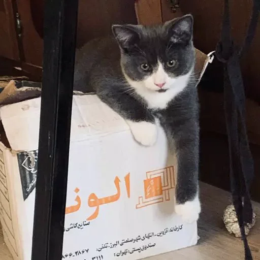 Эмодзи Тефтель