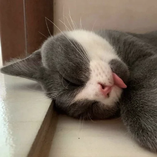 Эмодзи Тефтель