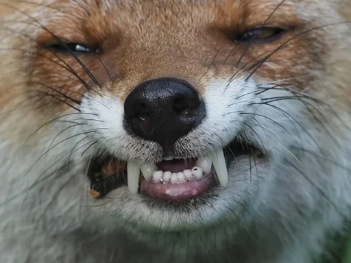 Эмодзи Cunning Fox (razoleg)
