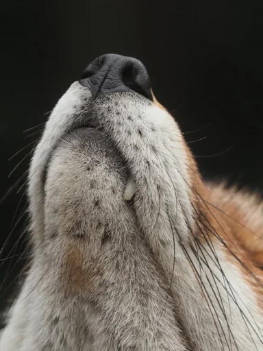 Эмодзи Cunning Fox (razoleg)