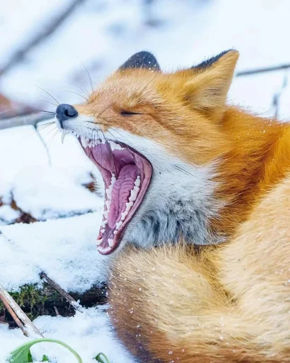 Эмодзи Cunning Fox (razoleg)