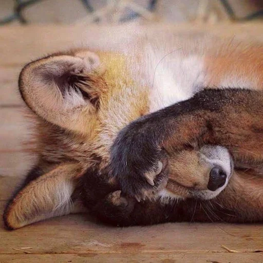 Эмодзи Cunning Fox (razoleg)