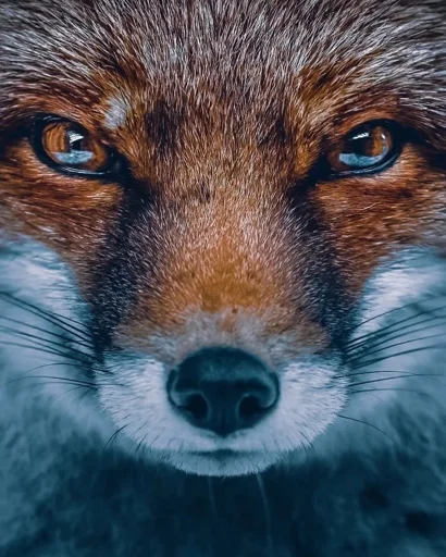 Эмодзи Cunning Fox (razoleg)