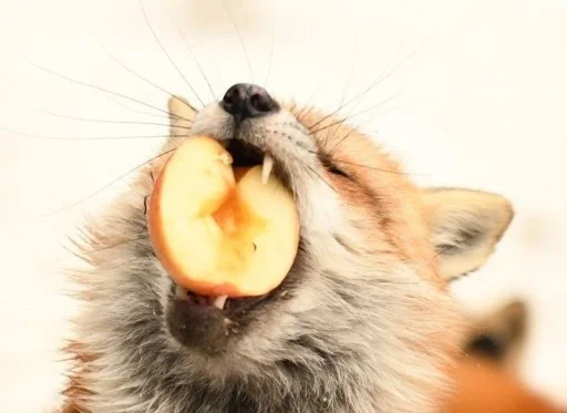 Эмодзи Cunning Fox (razoleg)