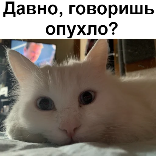 Эмодзи Кот Красавчик
