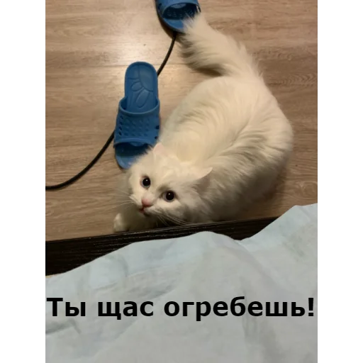 Эмодзи Кот Красавчик