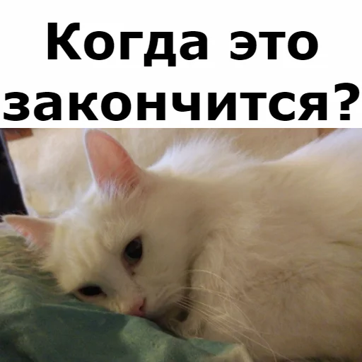 Эмодзи Кот Красавчик
