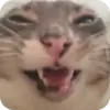 🐱