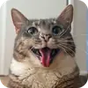 Эмодзи Rigby