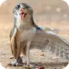 Эмодзи Rigby