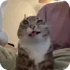 Эмодзи Rigby
