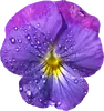 Эмодзи The Violet Flower