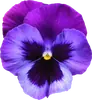 Эмодзи The Violet Flower