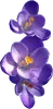 Эмодзи The Violet Flower
