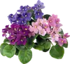Эмодзи The Violet Flower