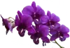Эмодзи The Violet Flower