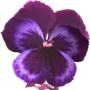 Эмодзи The Violet Flower