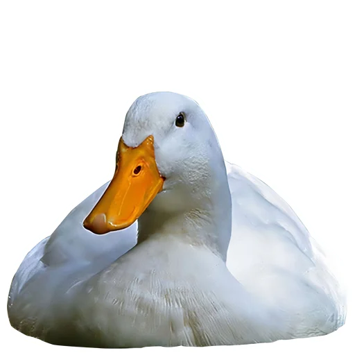 ?