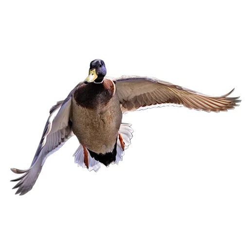 Эмодзи Three hundred ducks
