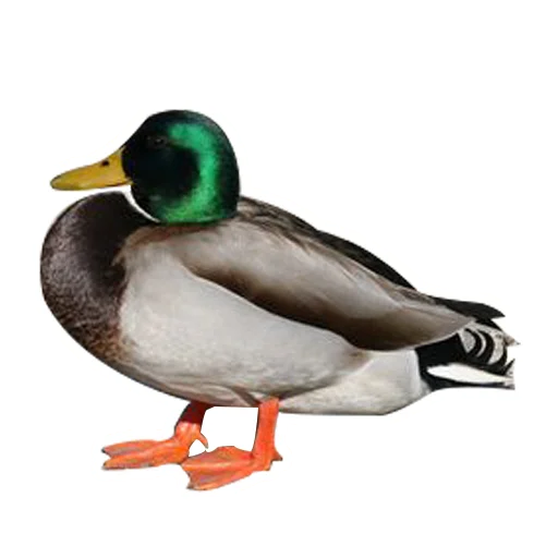 Эмодзи Three hundred ducks