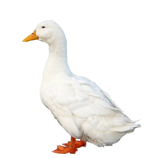 Эмодзи Three hundred ducks
