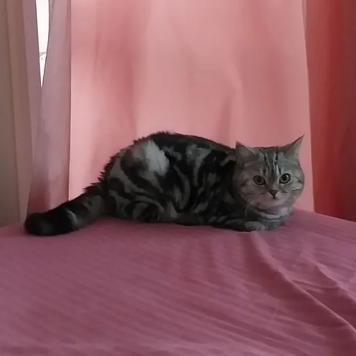 Эмодзи Тифаня