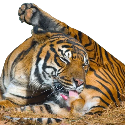 Эмодзи Tiger Male