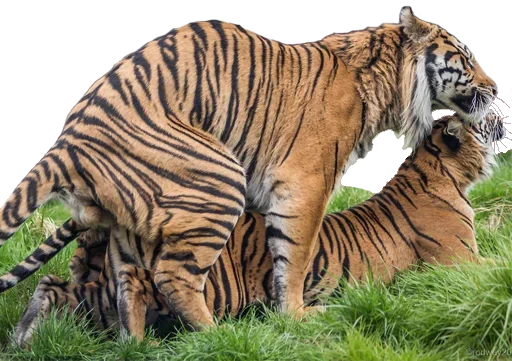 Эмодзи Tiger Male