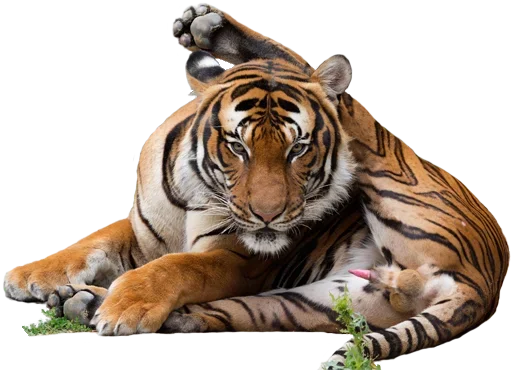 Эмодзи Tiger Male
