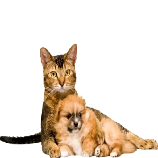 Эмодзи Tigers Cats