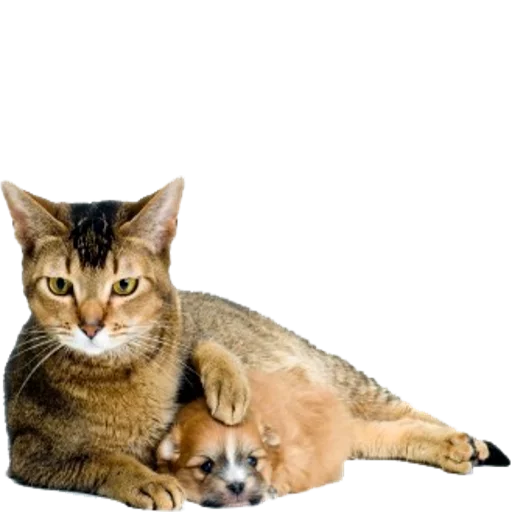 Эмодзи Tigers Cats